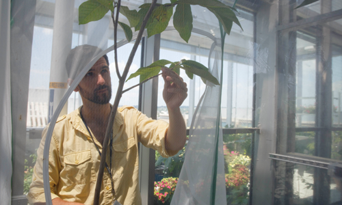a researcher inspecting a tree speciman